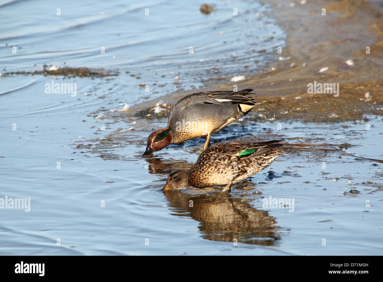 Male and female Common Teal (Anas crecca) dabbling on the shore in the Northern Netherlands (Lauwersmeer Nature Reserve) Stock Photo