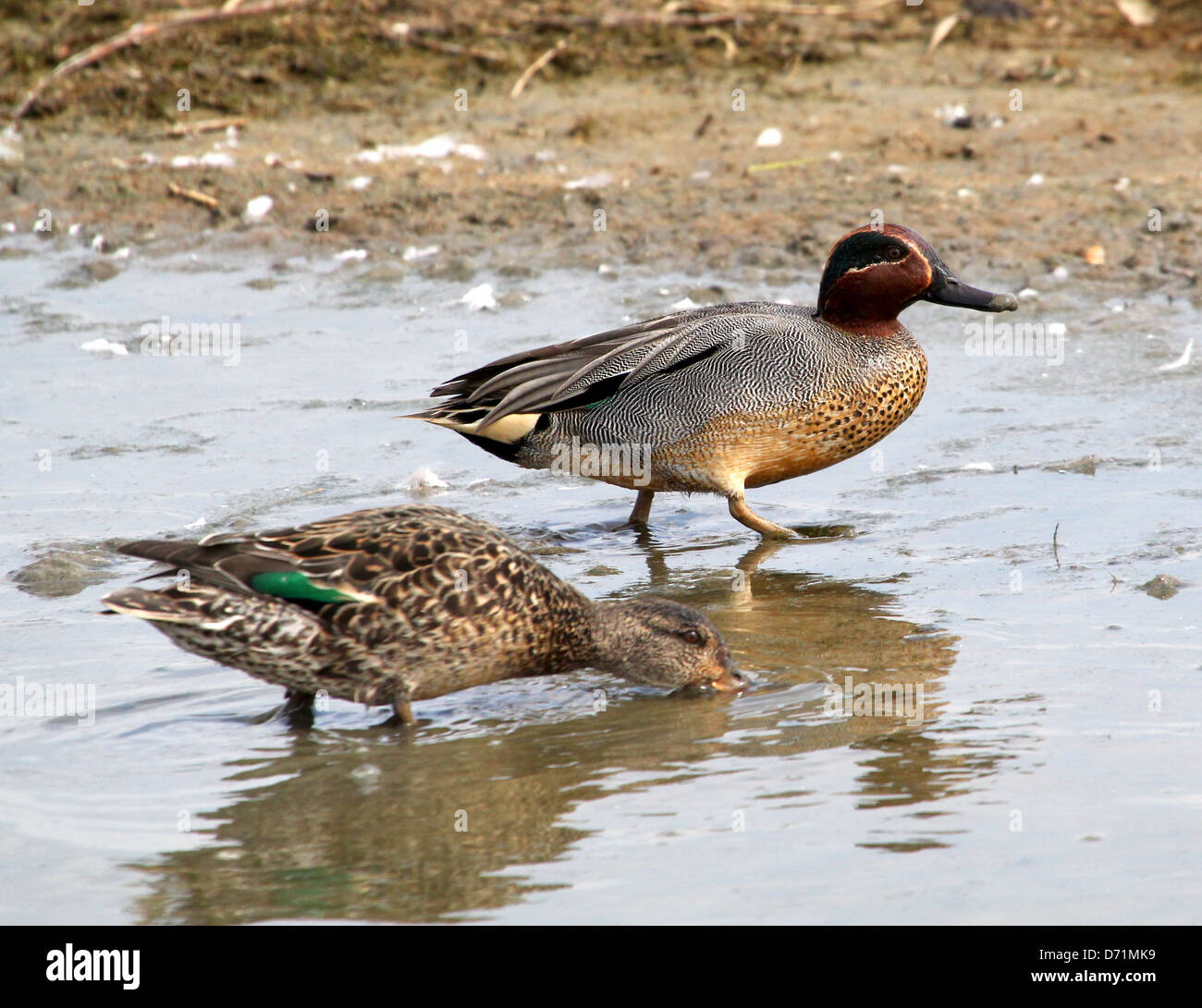 Mature male and female Eurasian or Common Teal  dabbling ducks (Anas crecca) feeding in coastal wetlands, Netherlands Stock Photo
