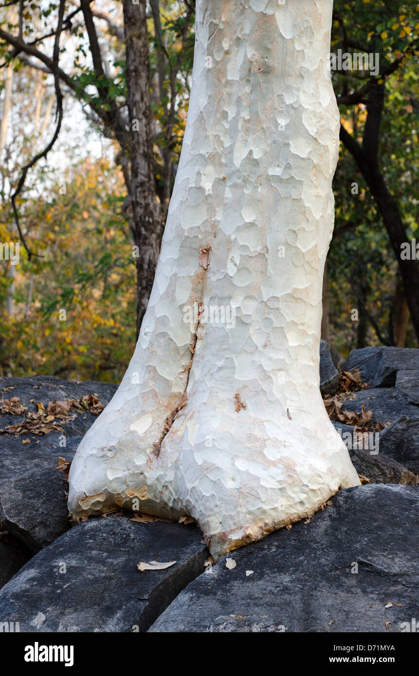 indian ghost tree,kullu,madhya pradesh,india Stock Photo Alamy