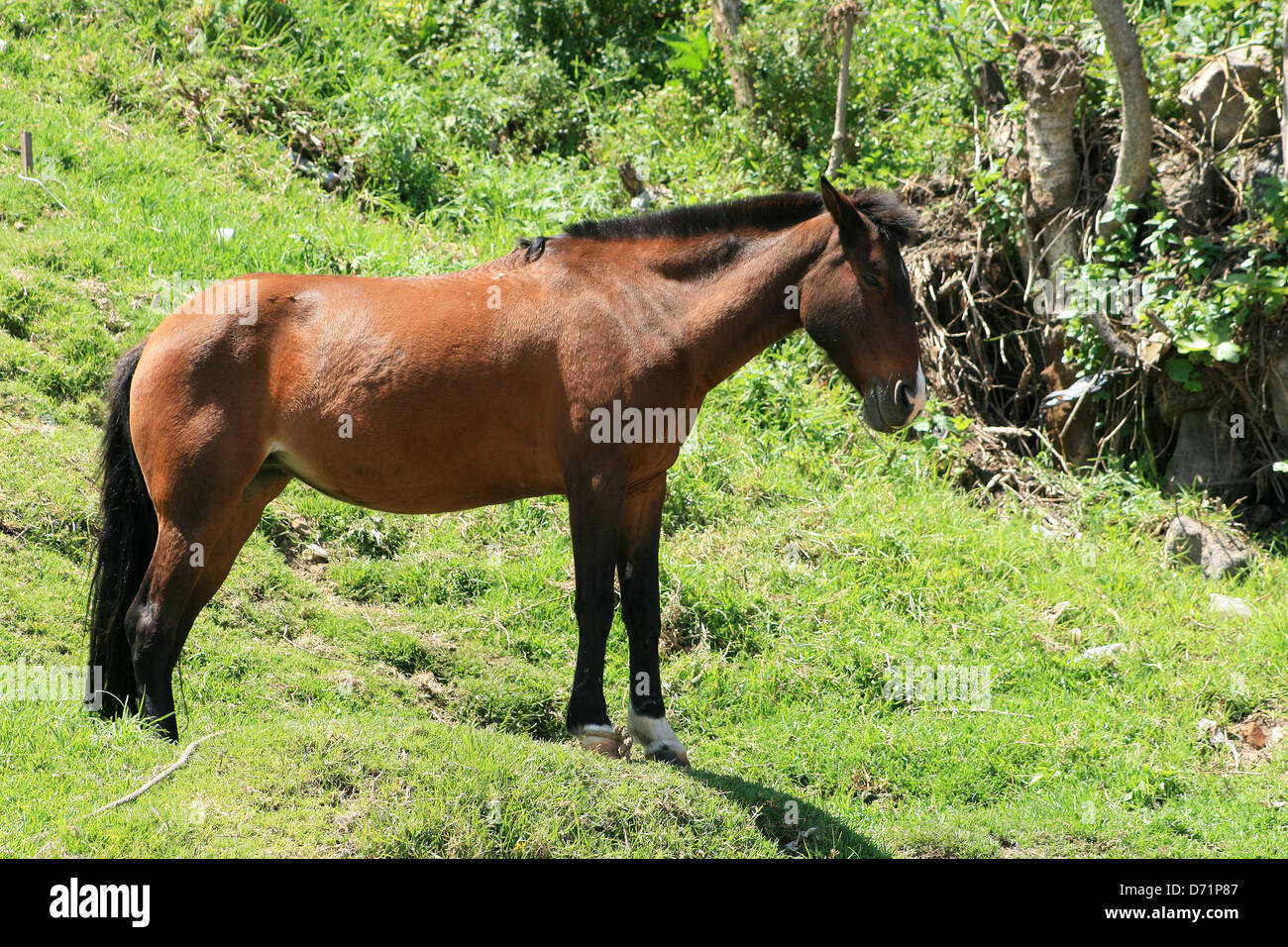 A brown horse standing on a hill on a farm in Otavalo, Ecuador Stock Photo