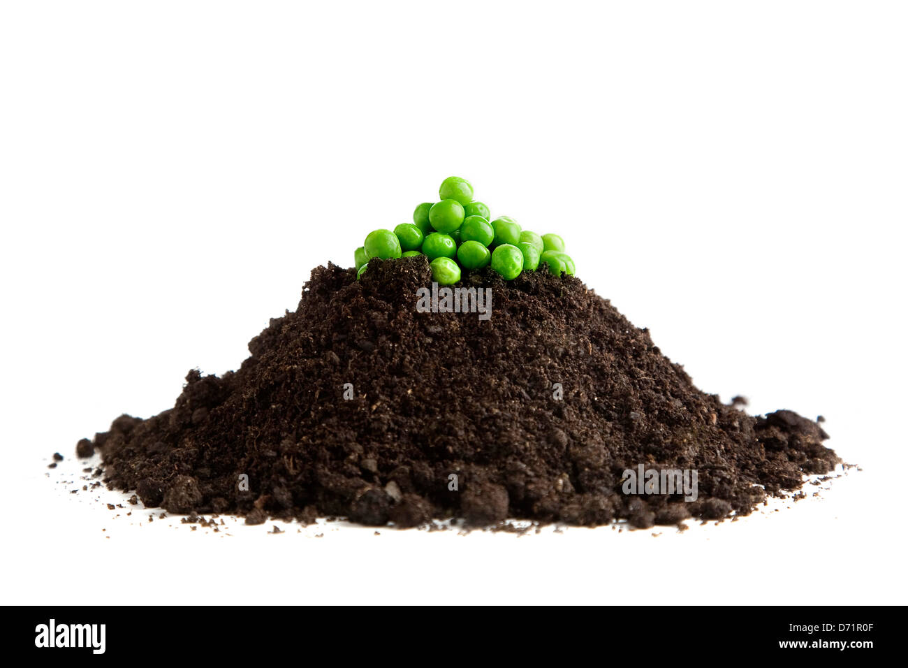 Green peas on pile of earth shot against white background; visual pun for Christmas card - Peace on Earth Stock Photo