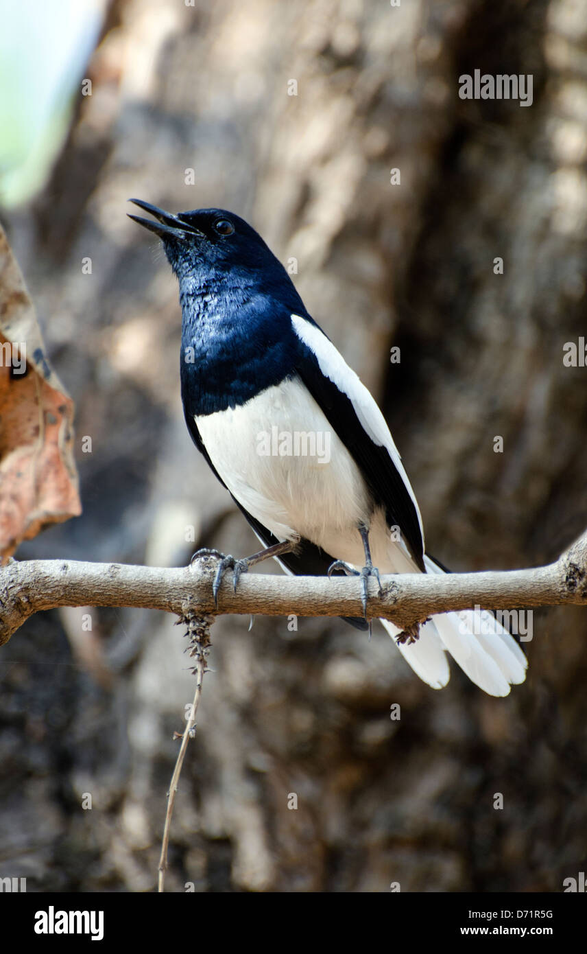 oriental magpie robin,copsychus saularis,singing,bandhavgarh,national park,tiger reserve,madhya pradesh,india Stock Photo