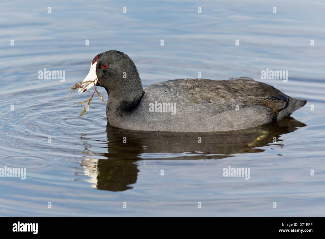 American Coot Stock Photo Alamy