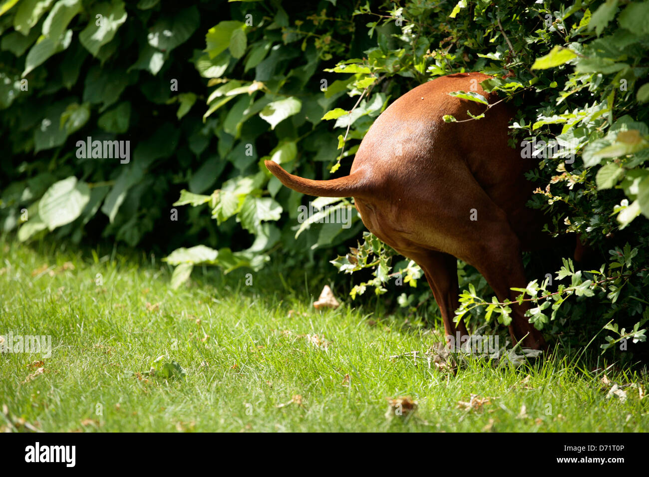 Dog searching in a hedge Stock Photo