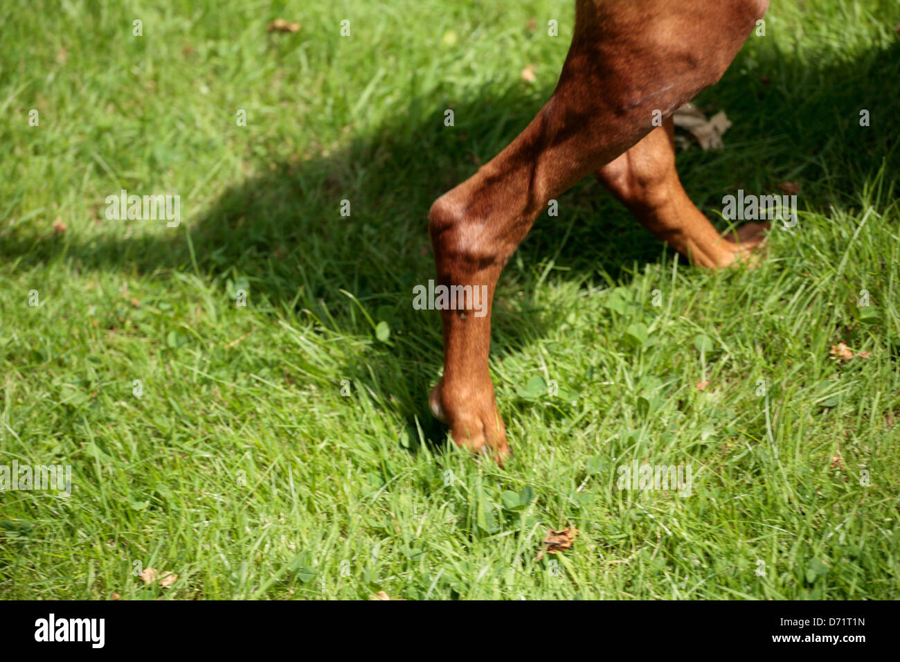 Quirky composition of dogs back legs on grass Stock Photo