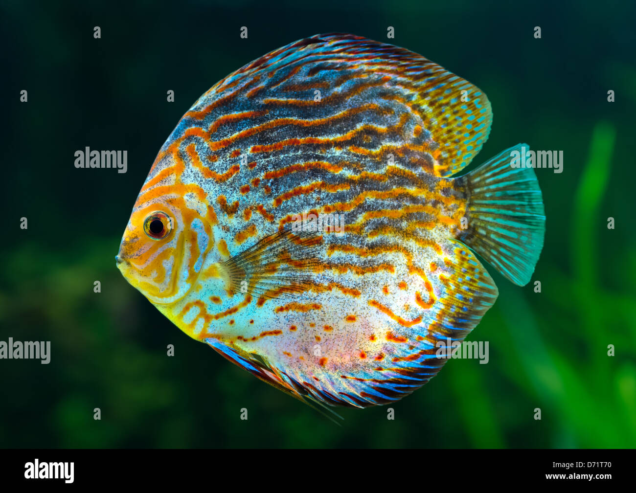 Aquarium: tropical decorative fish, Discus (Symphysodon spp.) on natural green background Stock Photo
