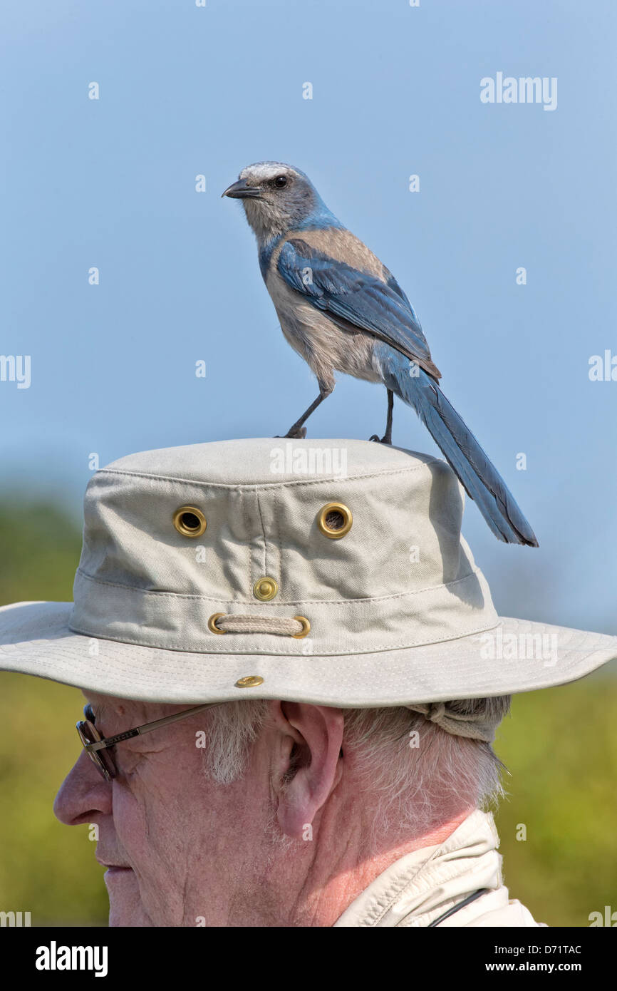 Florida Scrub Jay sat on birders head Stock Photo