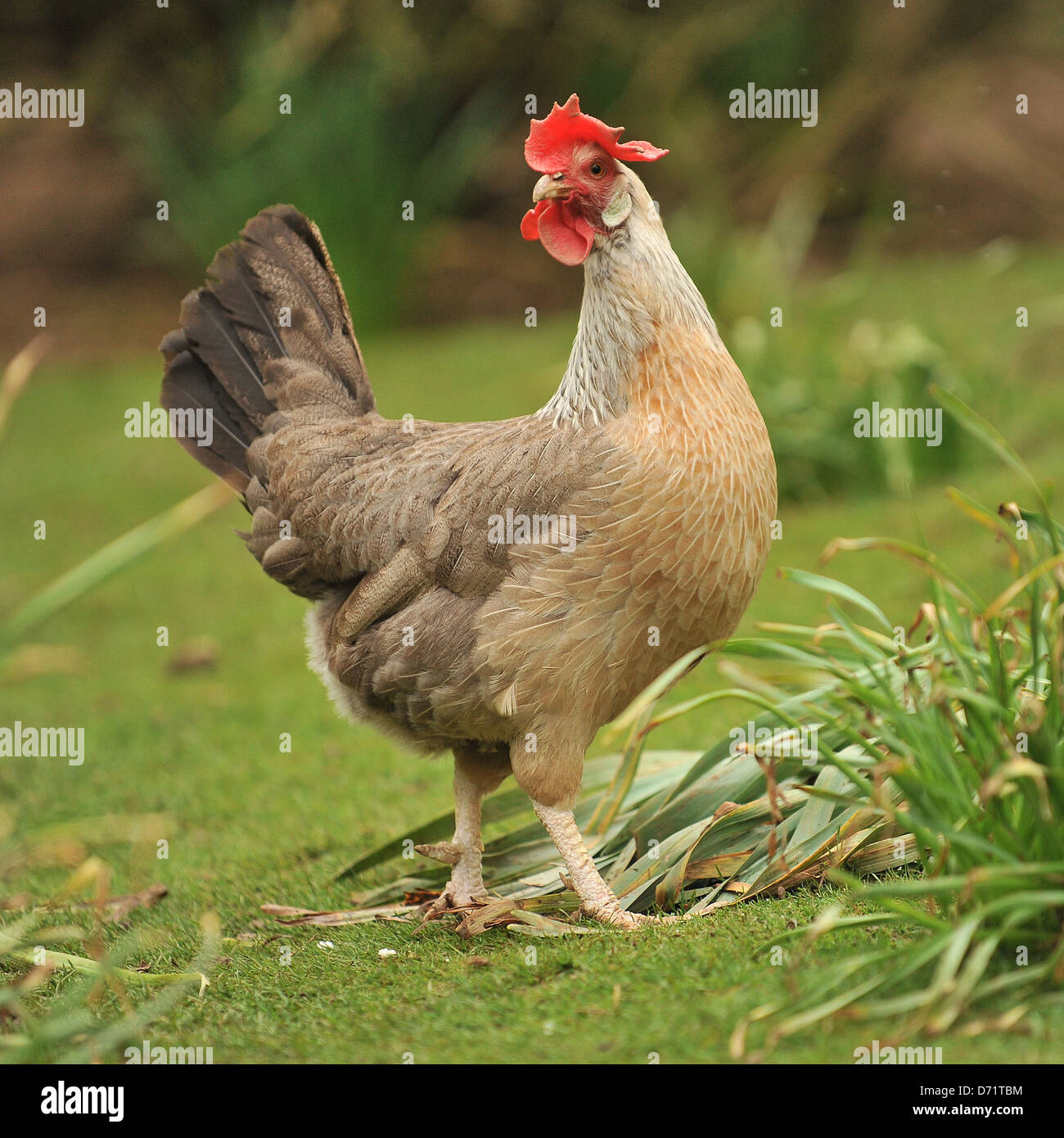 leghorn hen Stock Photo - Alamy