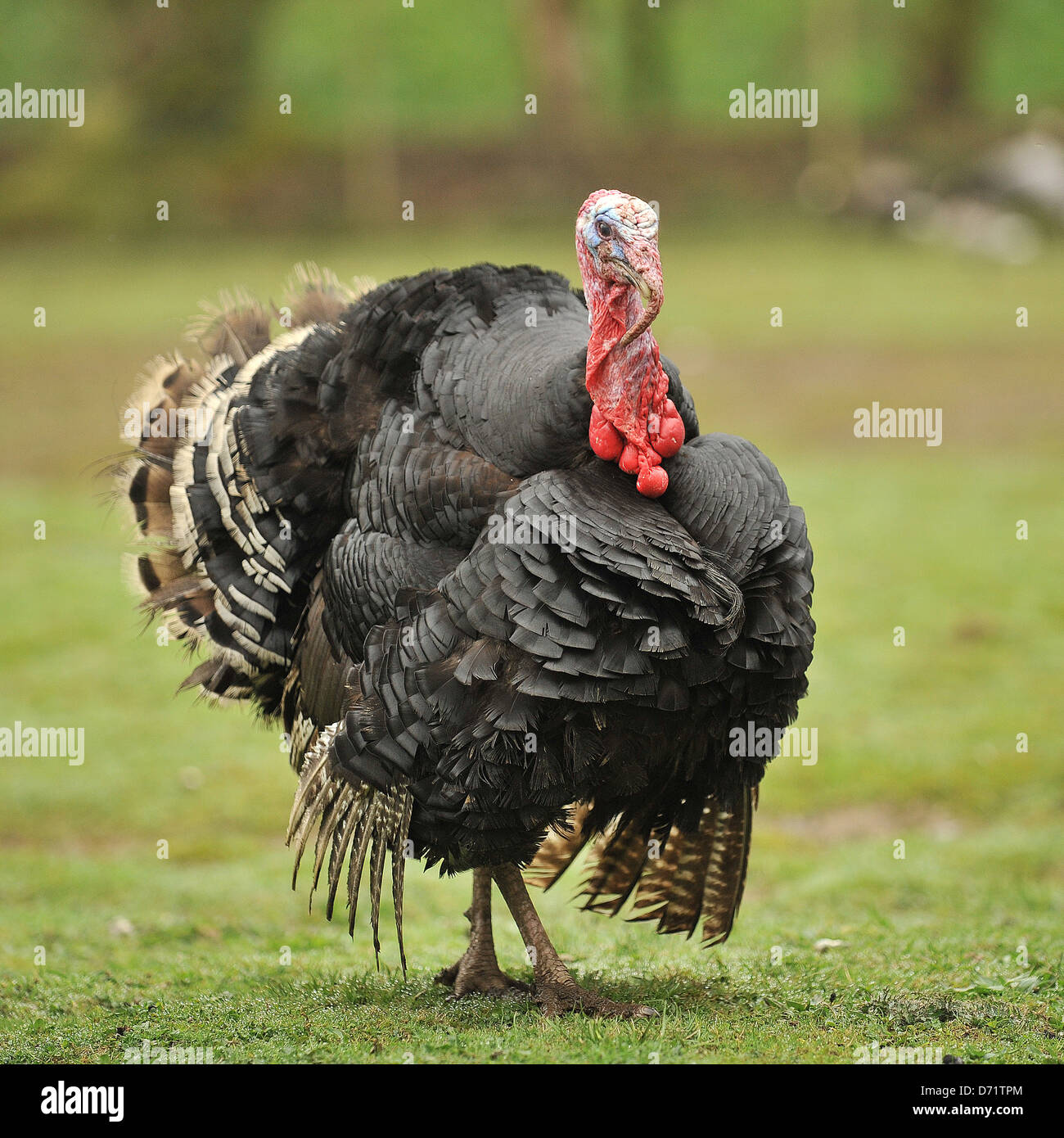 bronze turkey stag Stock Photo