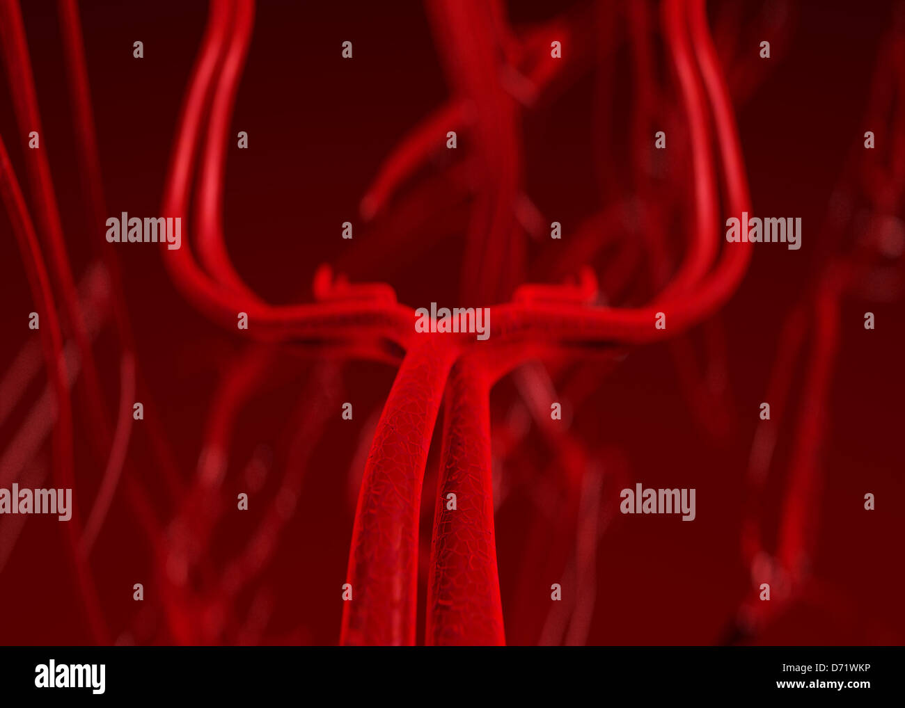 Capillary branch hi-res stock photography and images - Alamy