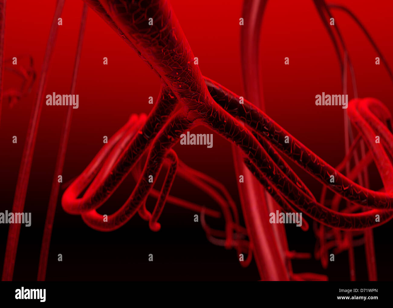 Capillary branch hi-res stock photography and images - Alamy