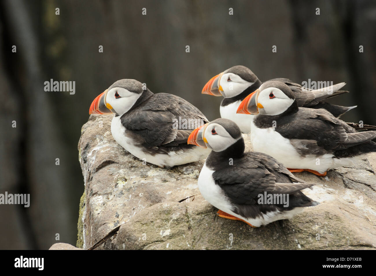 Four puffins resting on a rock Stock Photo