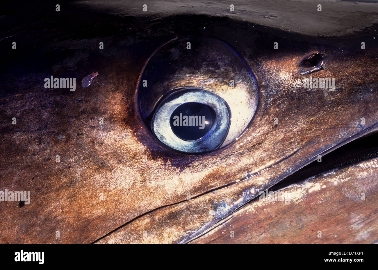 A Pacific Blue Marlin eyeball closeup (Makaira nigricans) caught near Ixtapa Zihuatanejo Mexico Stock Photo