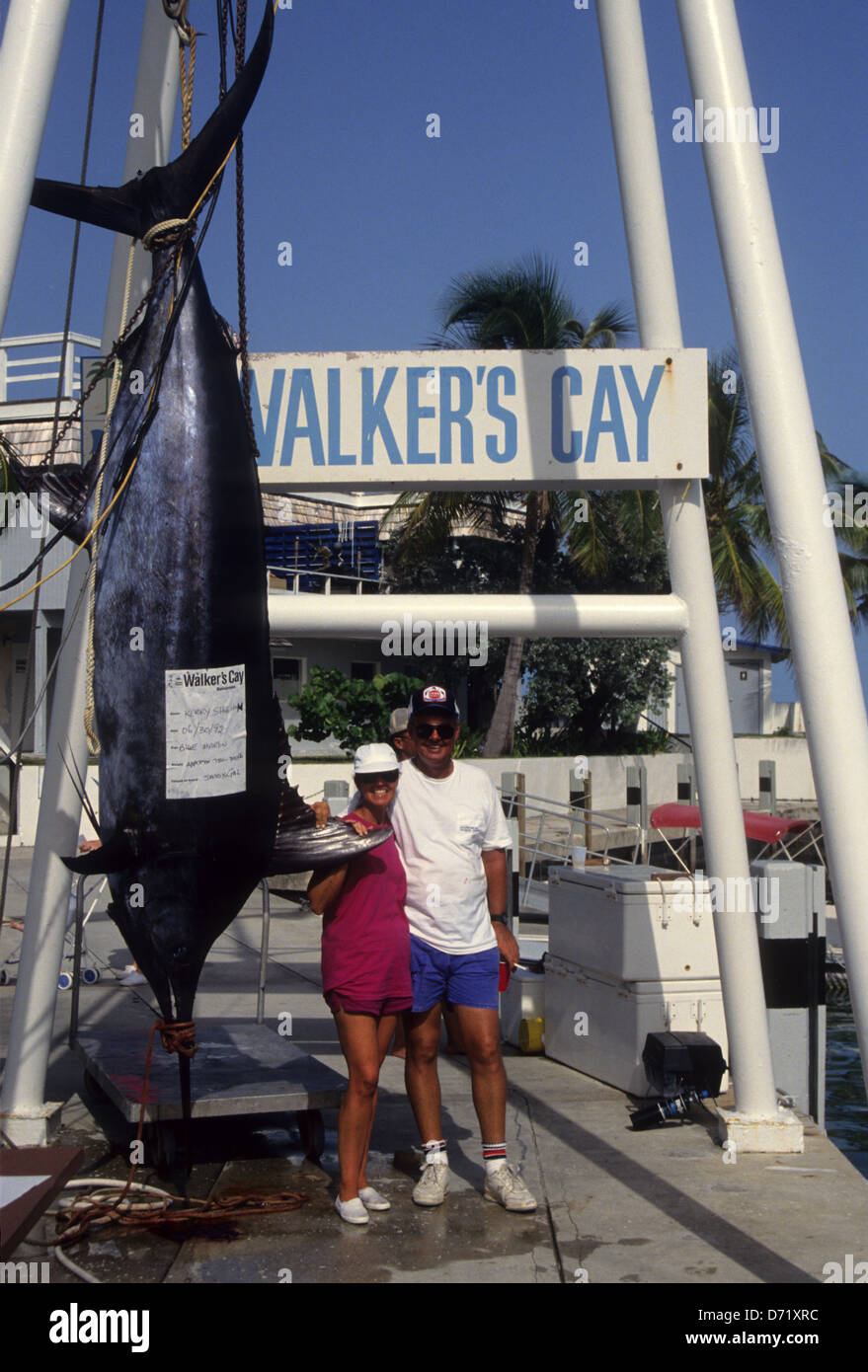 Anglers with a dead blue marlin (Makaira nigricans) being weighed on the dock at Walkers Cay Marina Bahamas Stock Photo