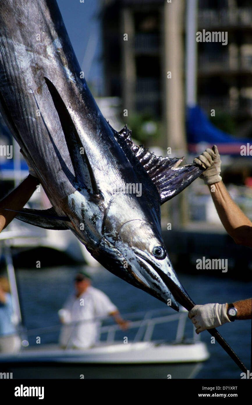 An Atlantic blue marlin (Makaira nigricans) is weighed and measured during a tournament in Port Aransas Texas USA Stock Photo