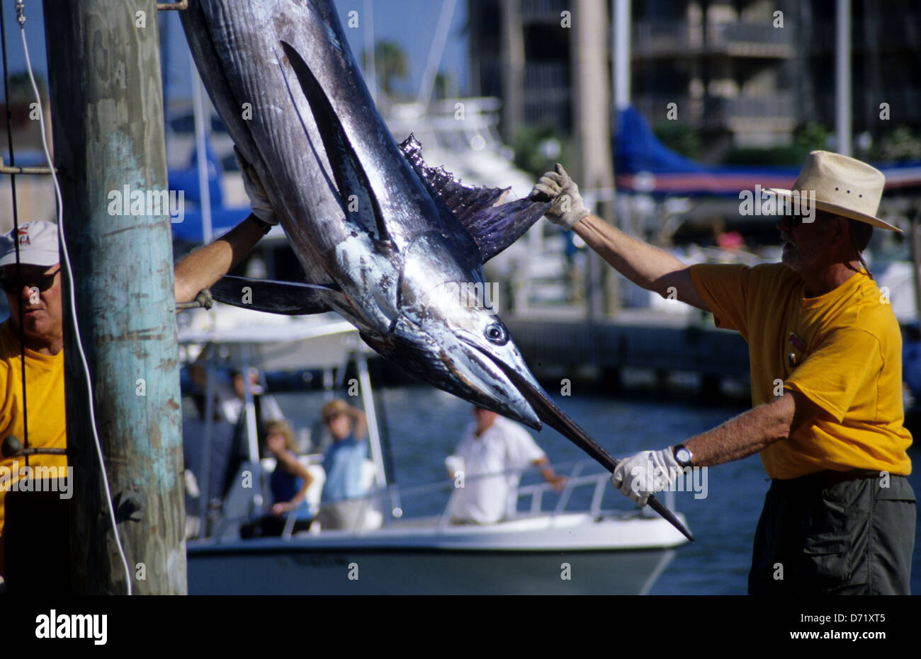 An Atlantic blue marlin (Makaira nigricans) is weighed and measured during a tournament in Port Aransas Texas USA Stock Photo
