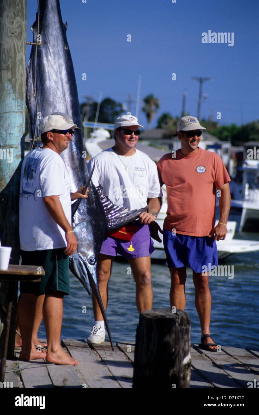 An Atlantic blue marlin (Makaira nigricans) is weighed and measured during a tournament in Port Aransas Texas USA Stock Photo