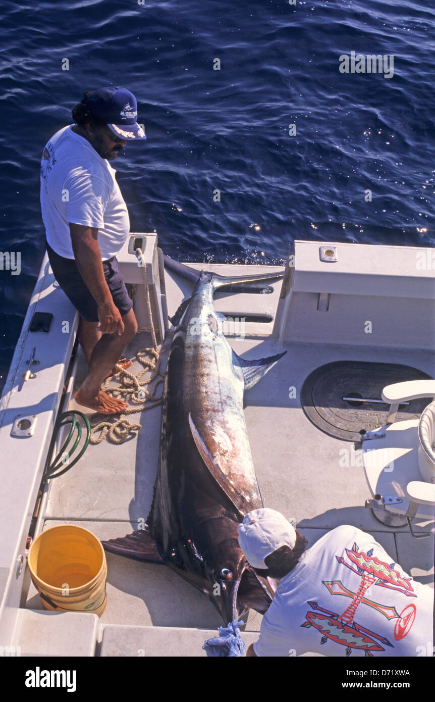 A Pacific Blue Marlin (Makaira nigricans) caught near Ixtapa Zihuatanejo Mexico Stock Photo