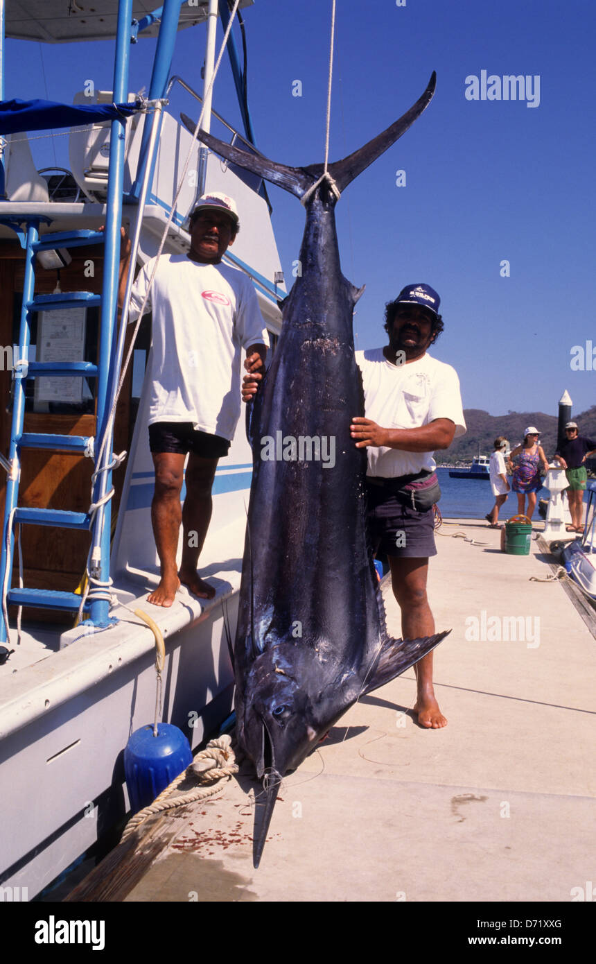 A Pacific Blue Marlin (Makaira nigricans) hanging on a dock near Ixtapa Zihuatanejo Mexico Stock Photo