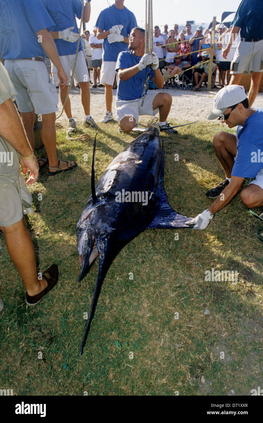 An Atlantic blue marlin (Makaira nigricans) is weighed and measured during a tournament in Port O'Connor Texas Stock Photo