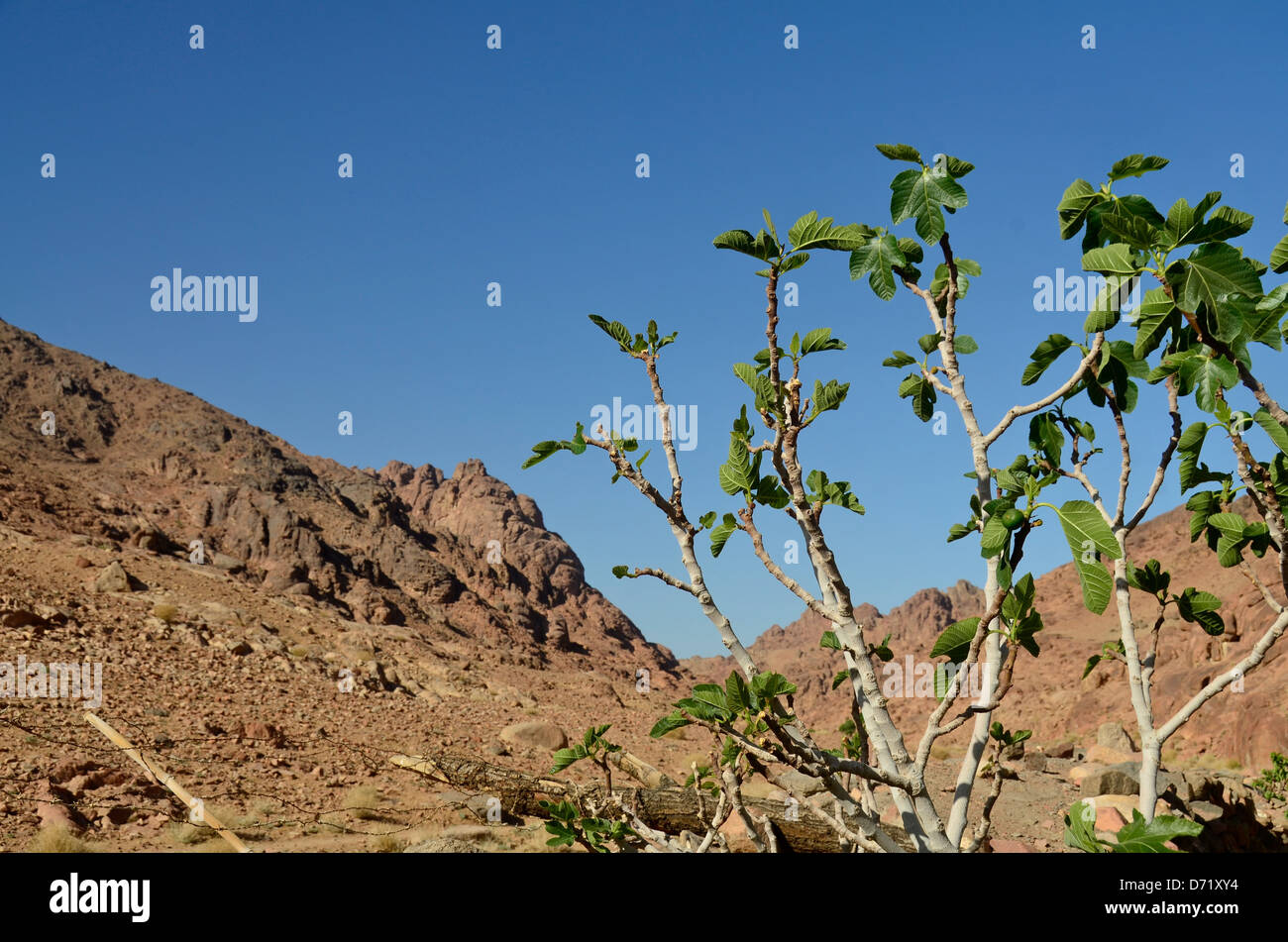 Fig tree hires stock photography and images Alamy