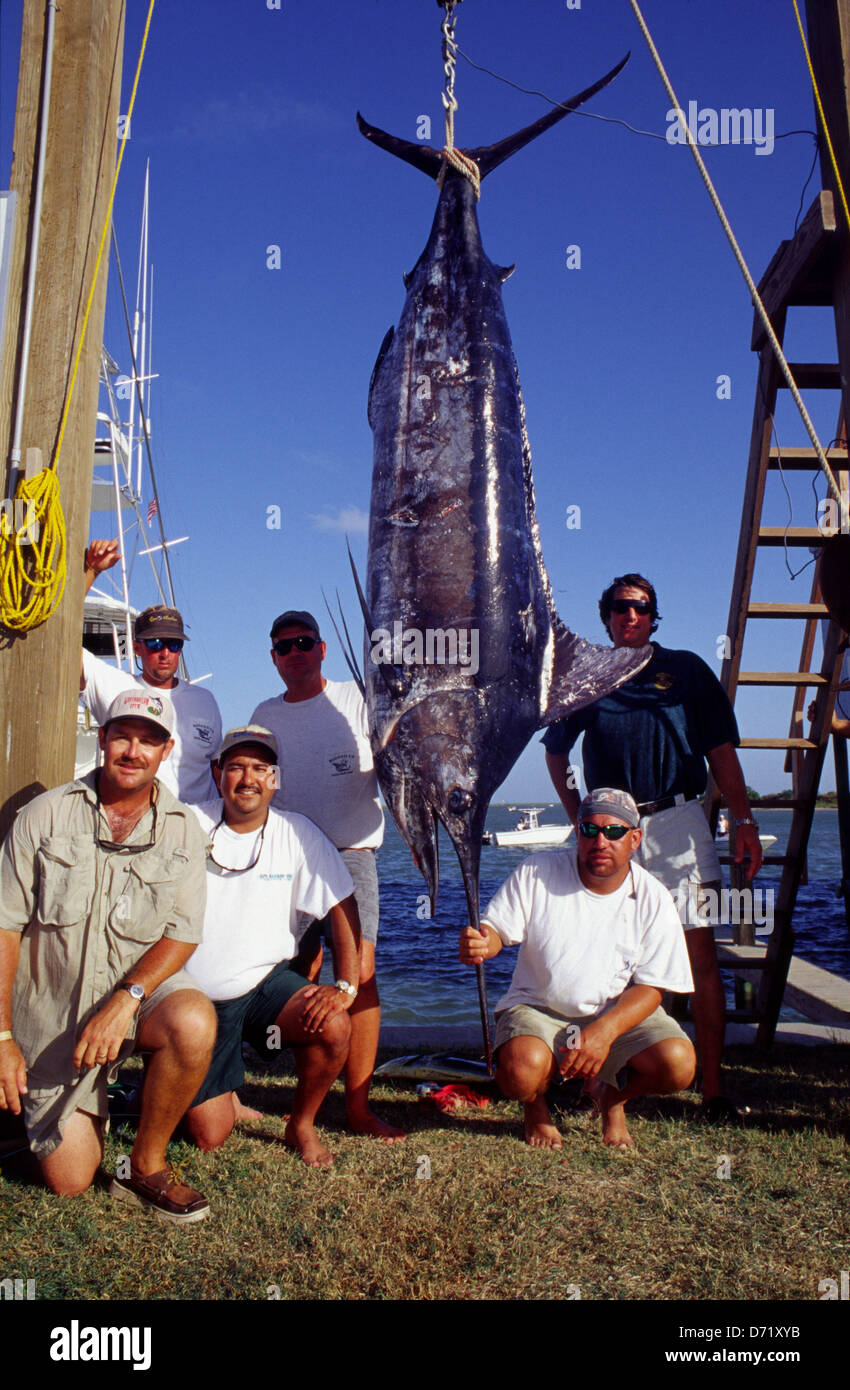 An Atlantic blue marlin (Makaira nigricans) is weighed and measured during a tournament in Port O'Connor Texas Stock Photo