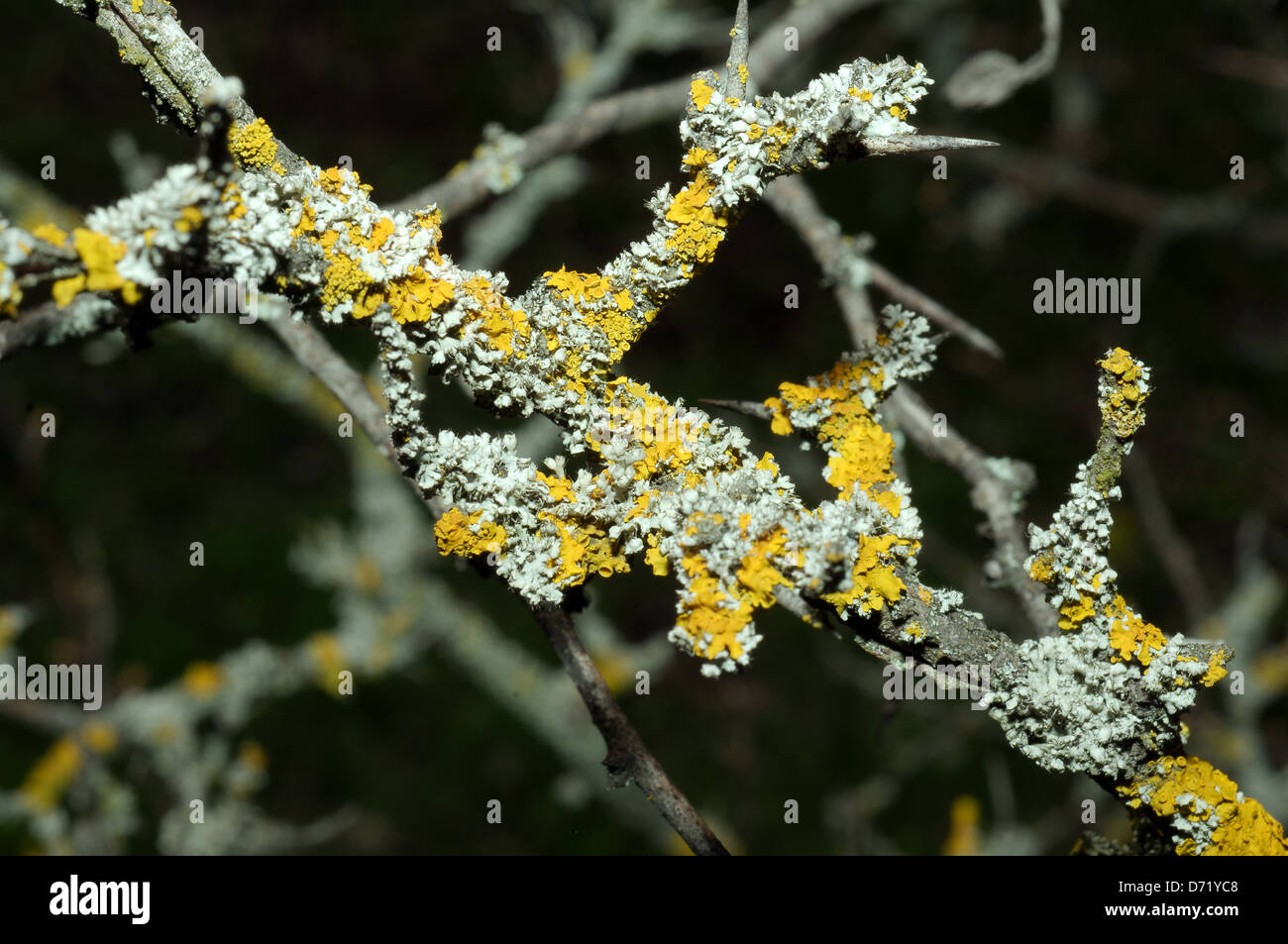 Lichen (Lichenes) Odessa region, Ukraine Stock Photo