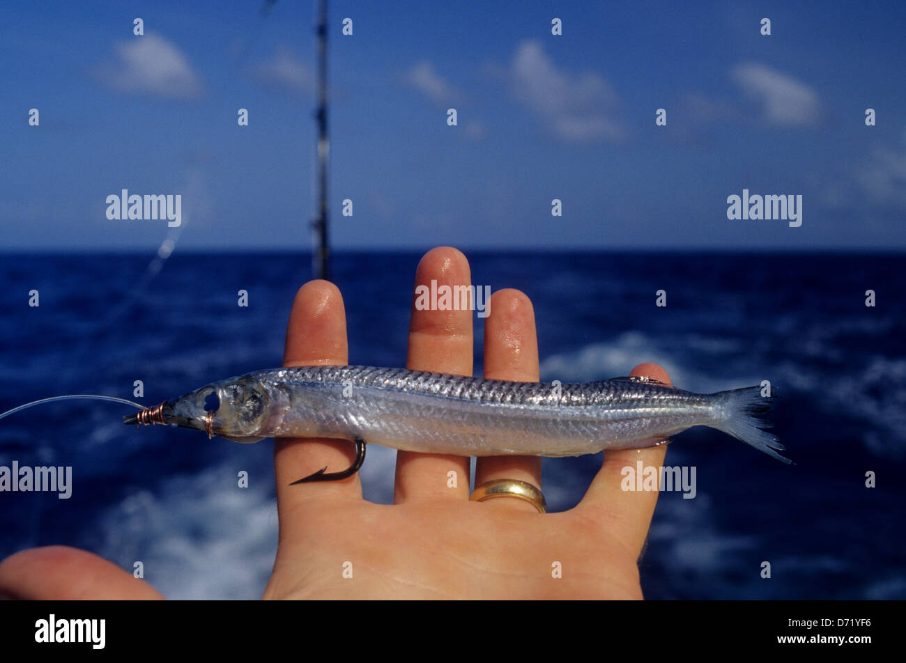 A ballyhoo bait used for offshore and deep sea fishing near Port Aransas  Texas Stock Photo - Alamy