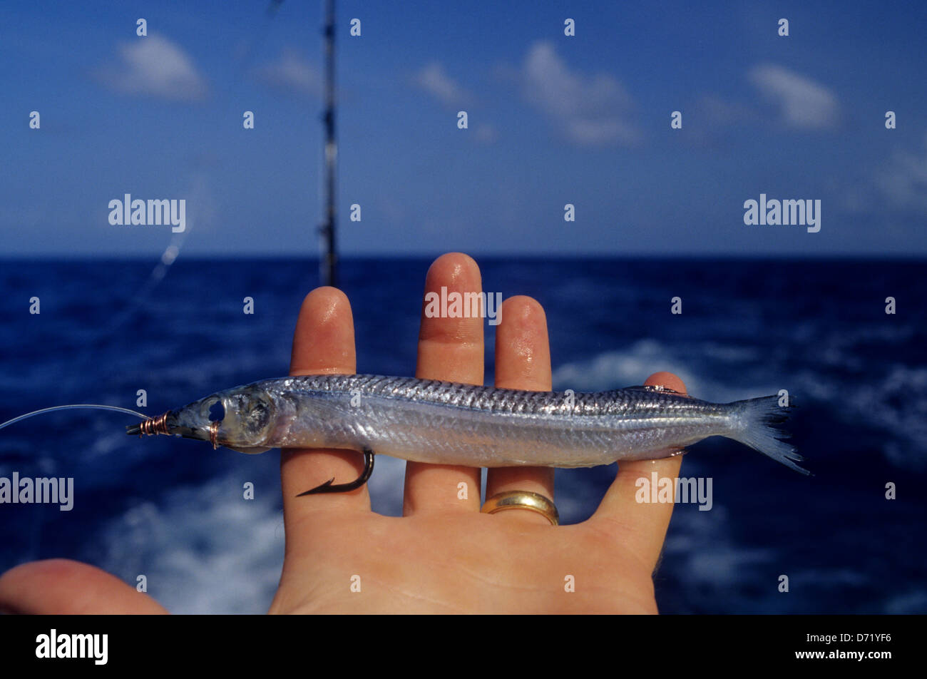 Ballyhoo bait fish hires stock photography and images Alamy