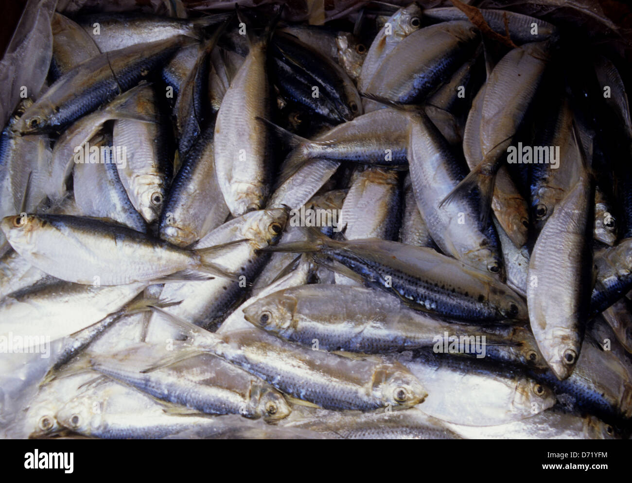 Frozen baits used for fishing at Port Aransas on the Texas Coast Stock Photo