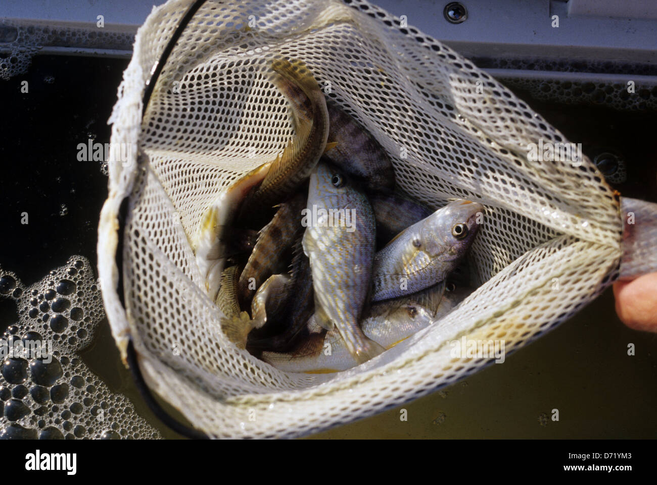 Live croakers used for bait while fishing for speckled trout at Arroyo