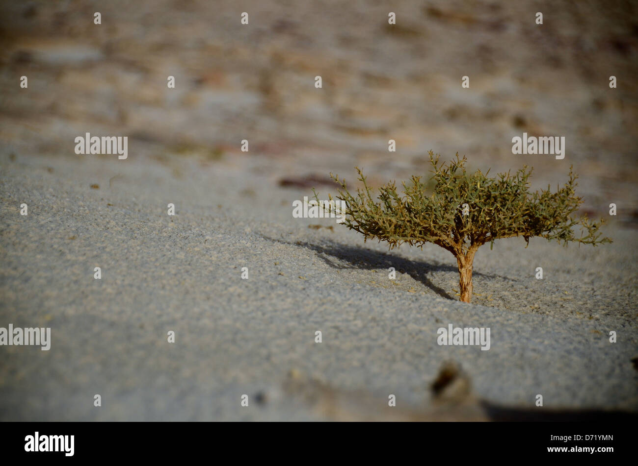Plant desert egypt hi-res stock photography and images - Alamy