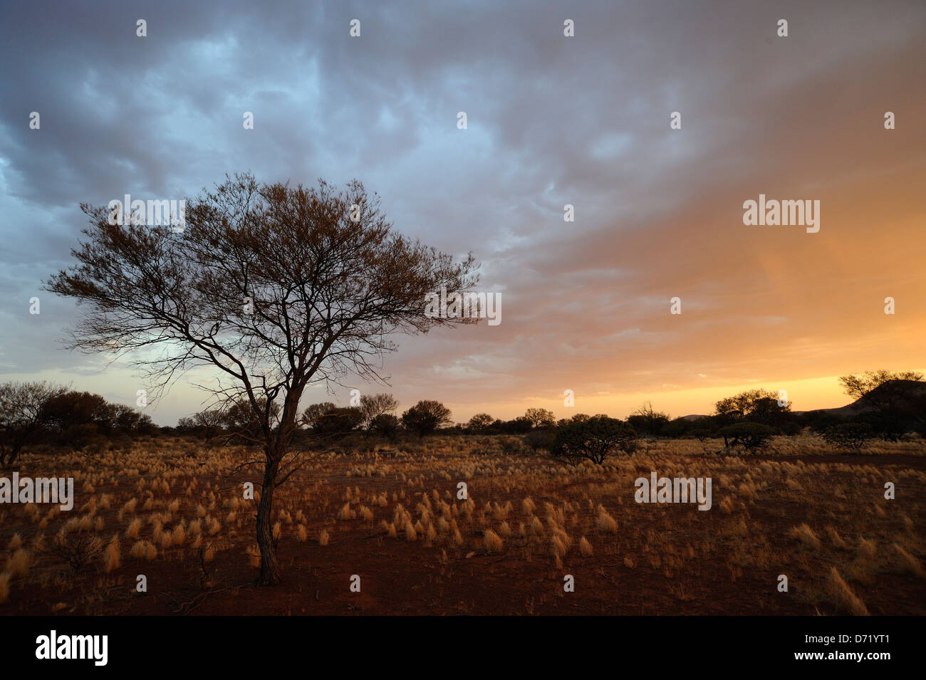 Lean tree somewhere in the middle of the Australian outback Stock Photo