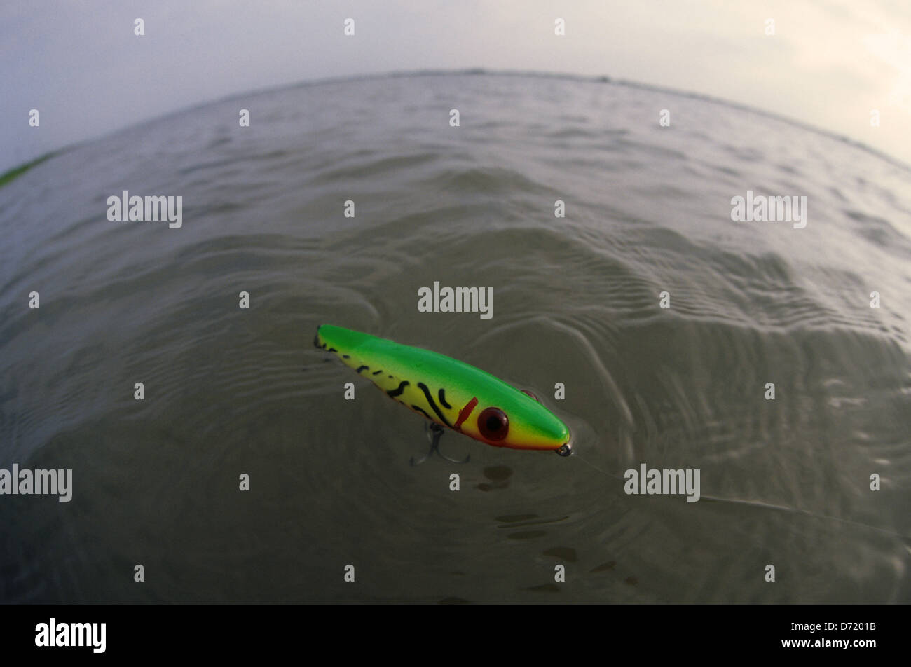 A topwater fishing lure used to catch redfish and speckled trout at