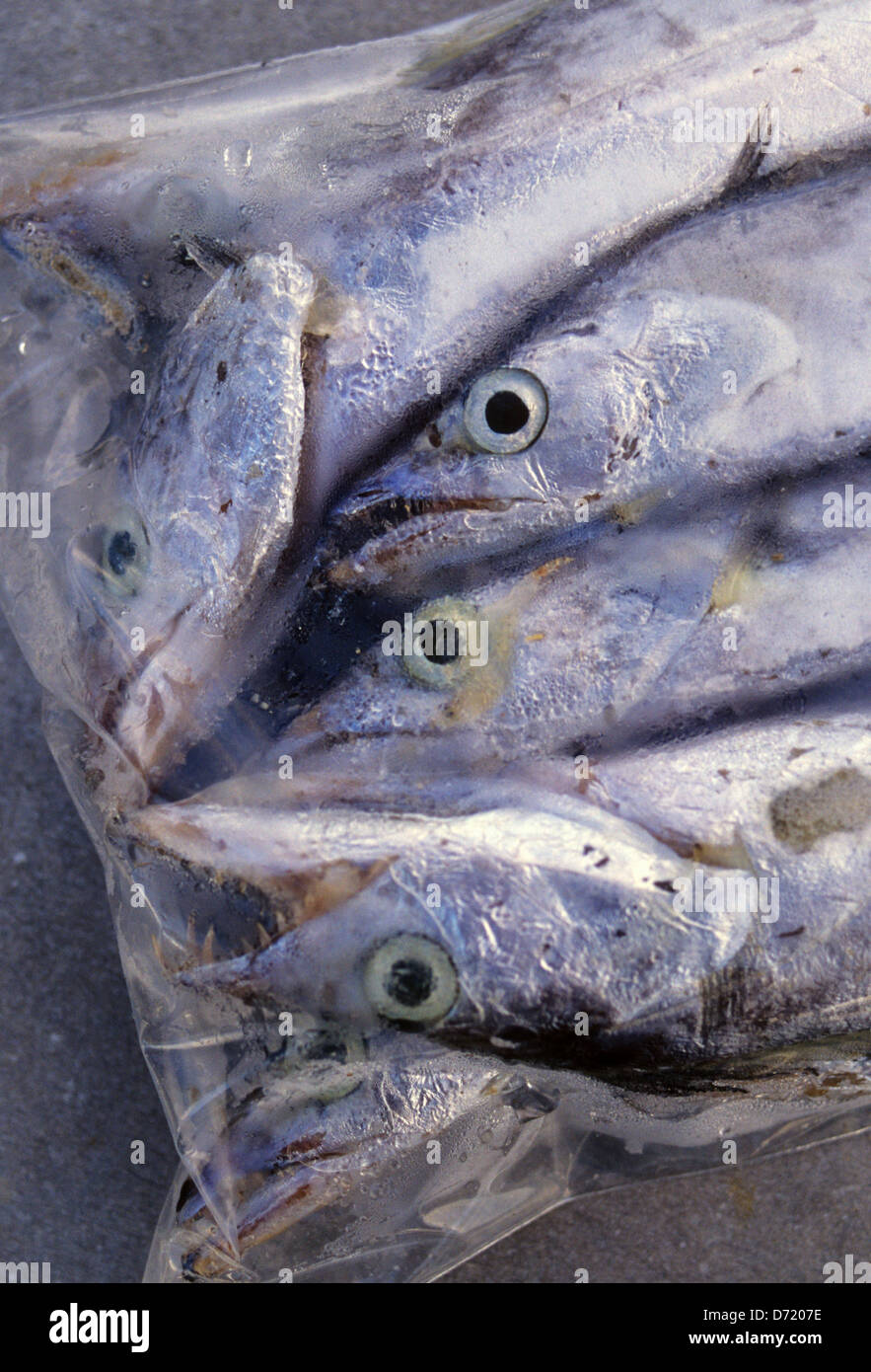frozen sea fishing bait