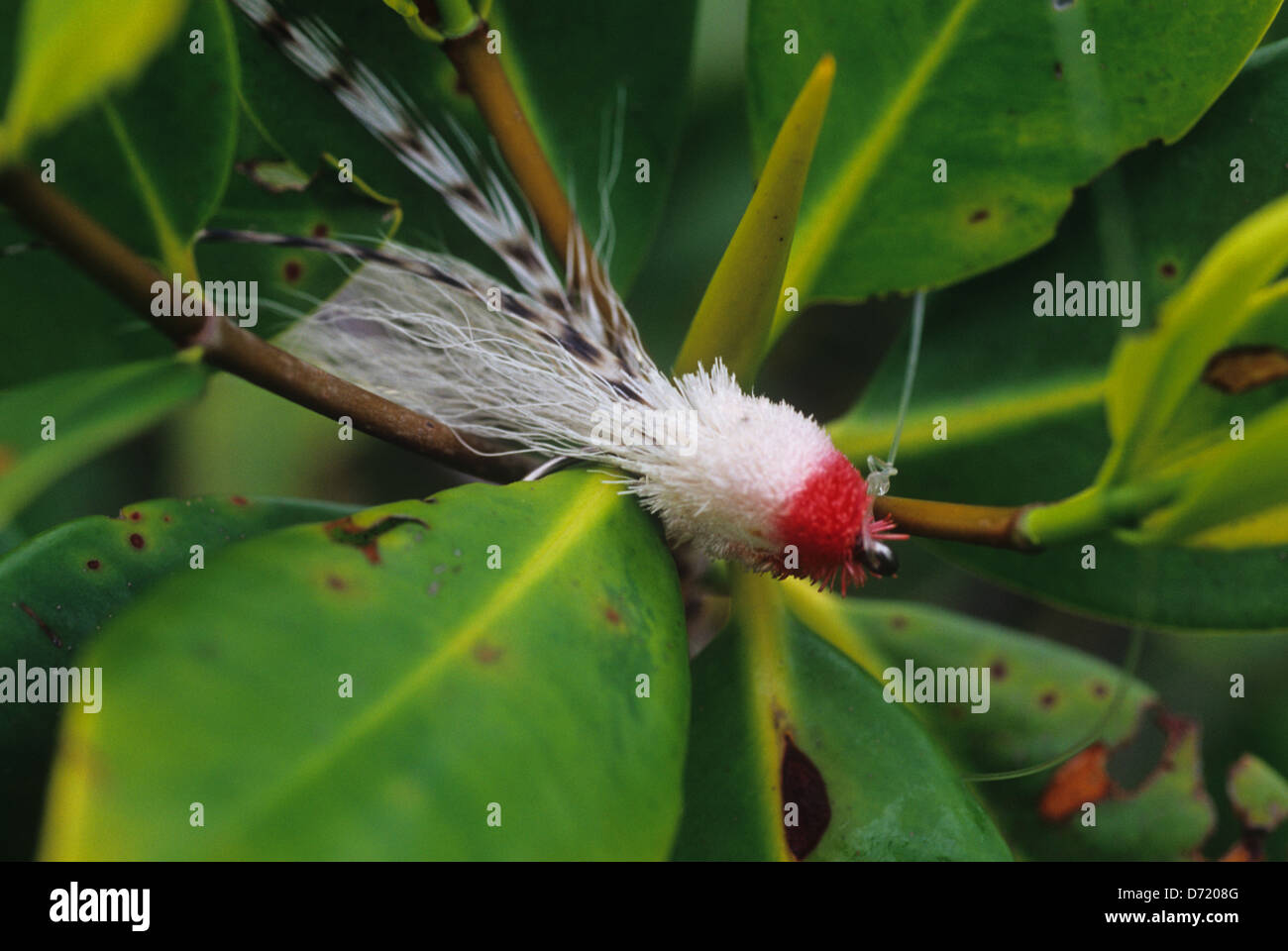 A fly used for snook fishing snagged in the mangroves in the Florida