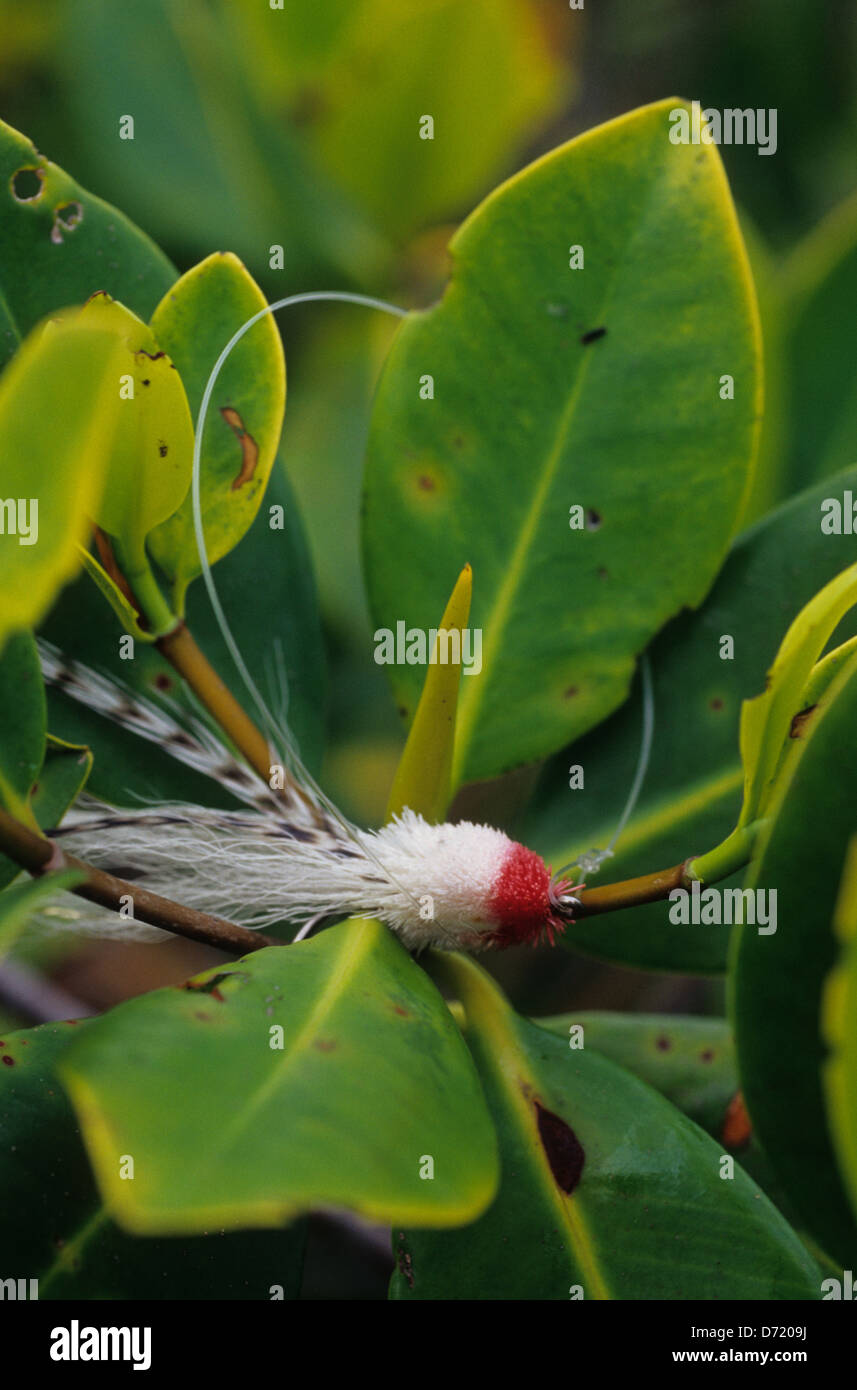 A fly used for snook fishing snagged in the mangroves in the Florida