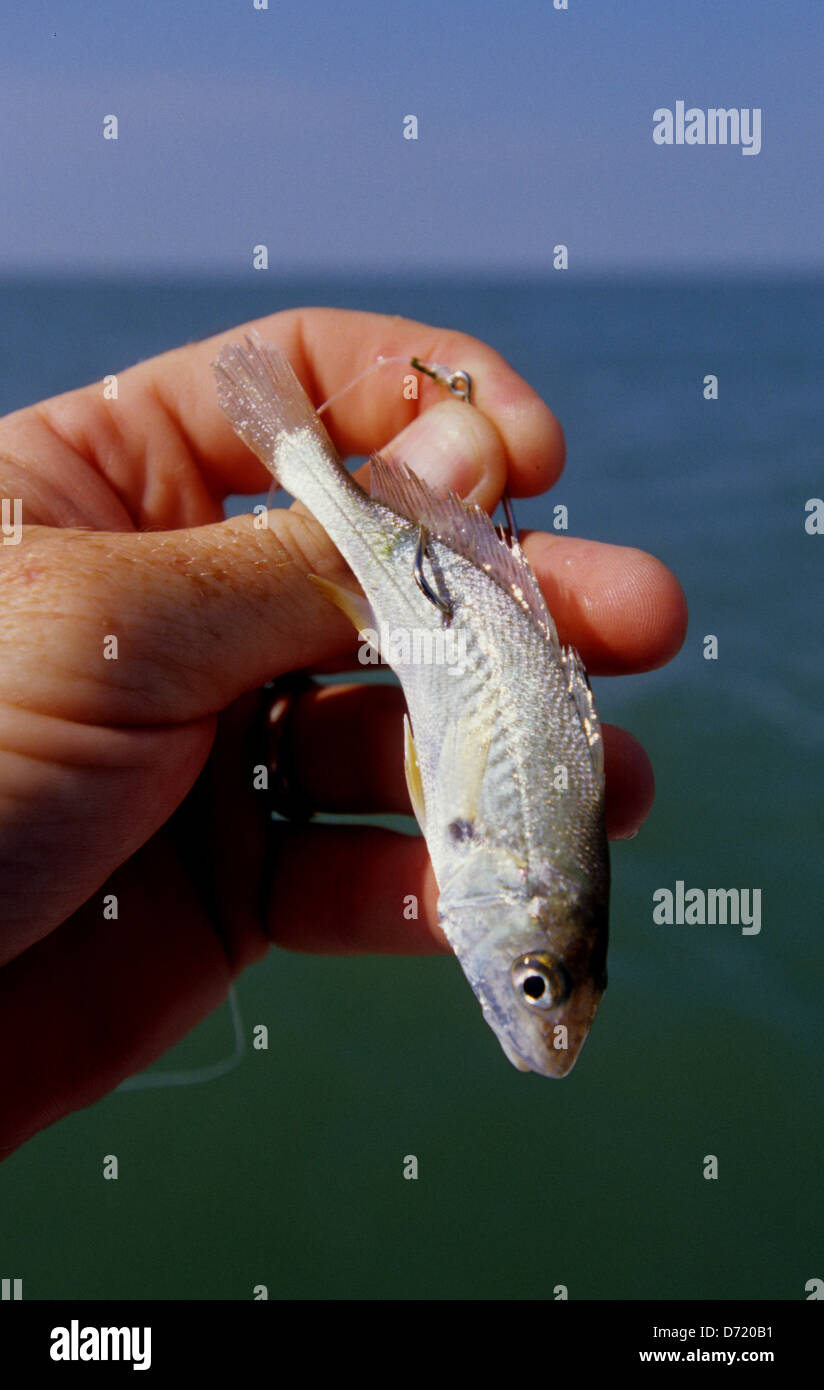 A live croaker hooked through the tail and used to catch speckled trout at Port Aransas Texas