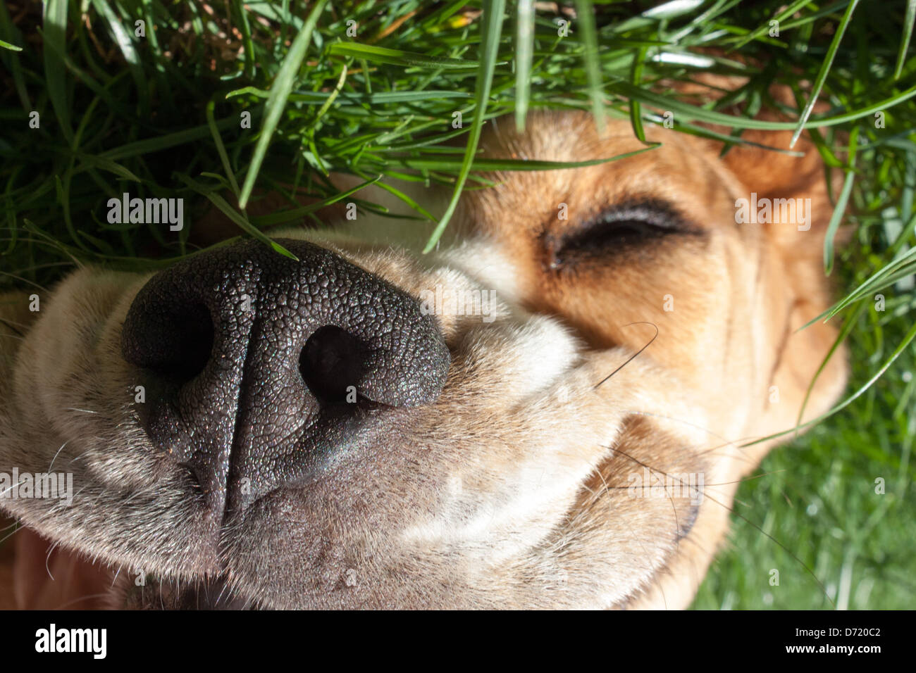 What Does Dog Faced Mean