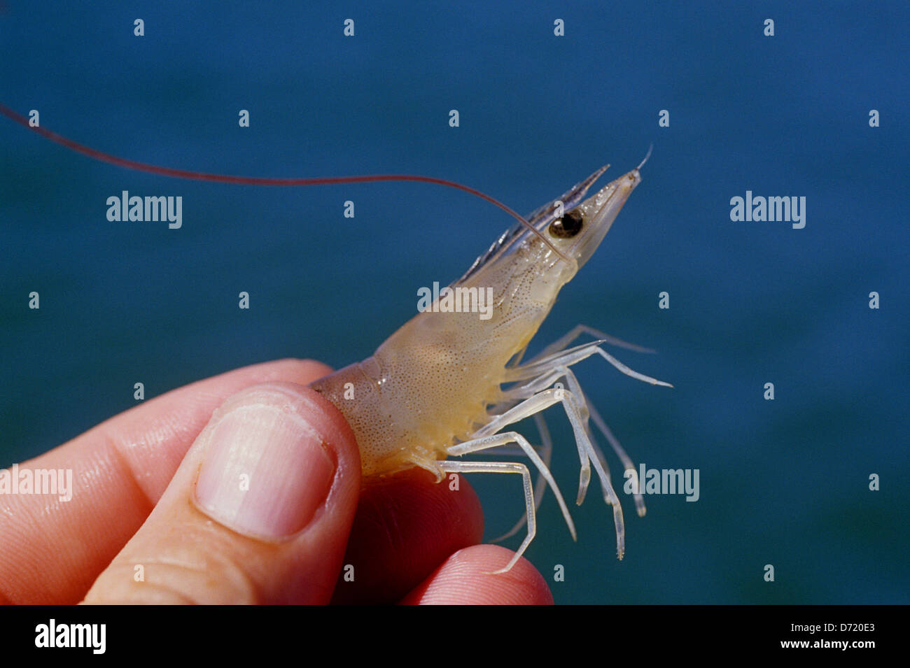 A live shrimp used for fishing bait at Port Aransas Texas Stock Photo -  Alamy