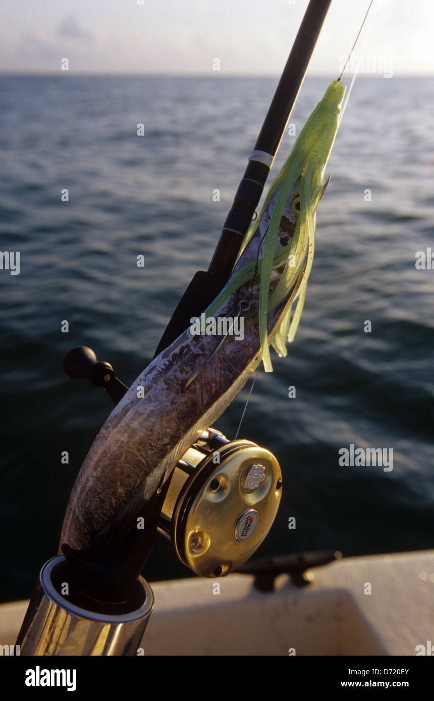 A ribbonfish bait used for offshore and deep sea fishing near Port Aransas  Texas Stock Photo - Alamy