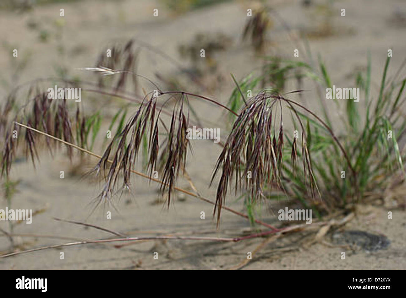Cheatgrass fire hi-res stock photography and images - Alamy