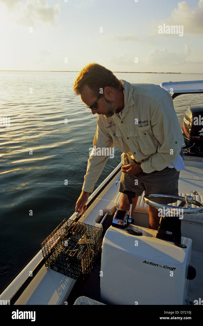 A fishing guide checking his bait trap at Mosquito Lagoon near New Smyrna Beach Florida Stock