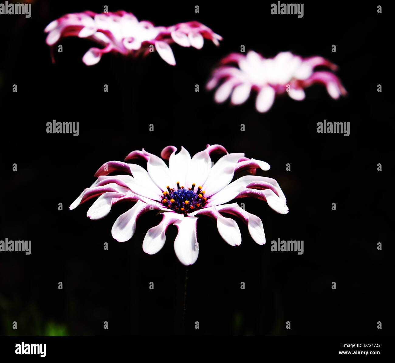 Pink flowers in the dark Stock Photo Alamy