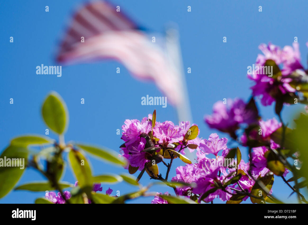 Red white flag flowers hires stock photography and images Alamy