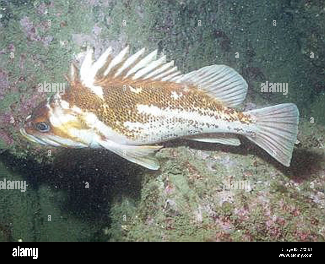 Copperrockfish hires stock photography and images Alamy