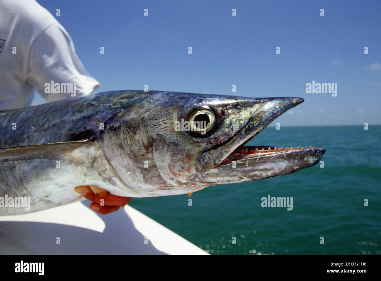 A King Mackerel cavalla) caught near Port Aransas Texas