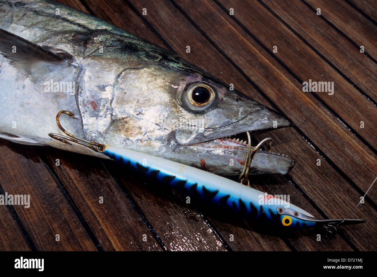 King Mackerel (Scomberomorus cavalla) caught on a trolling plug lure near  Port Aransas Texas Stock Photo - Alamy