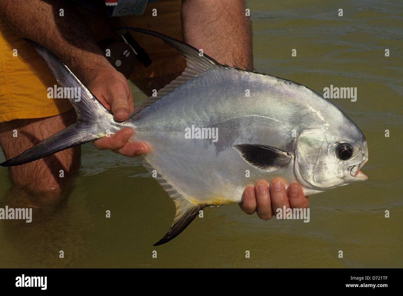 A permit fish (Trachinotus falcatus) caught while fly fishing in Ascension Bay Yucatan Quintana Roo Mexico Stock Photo