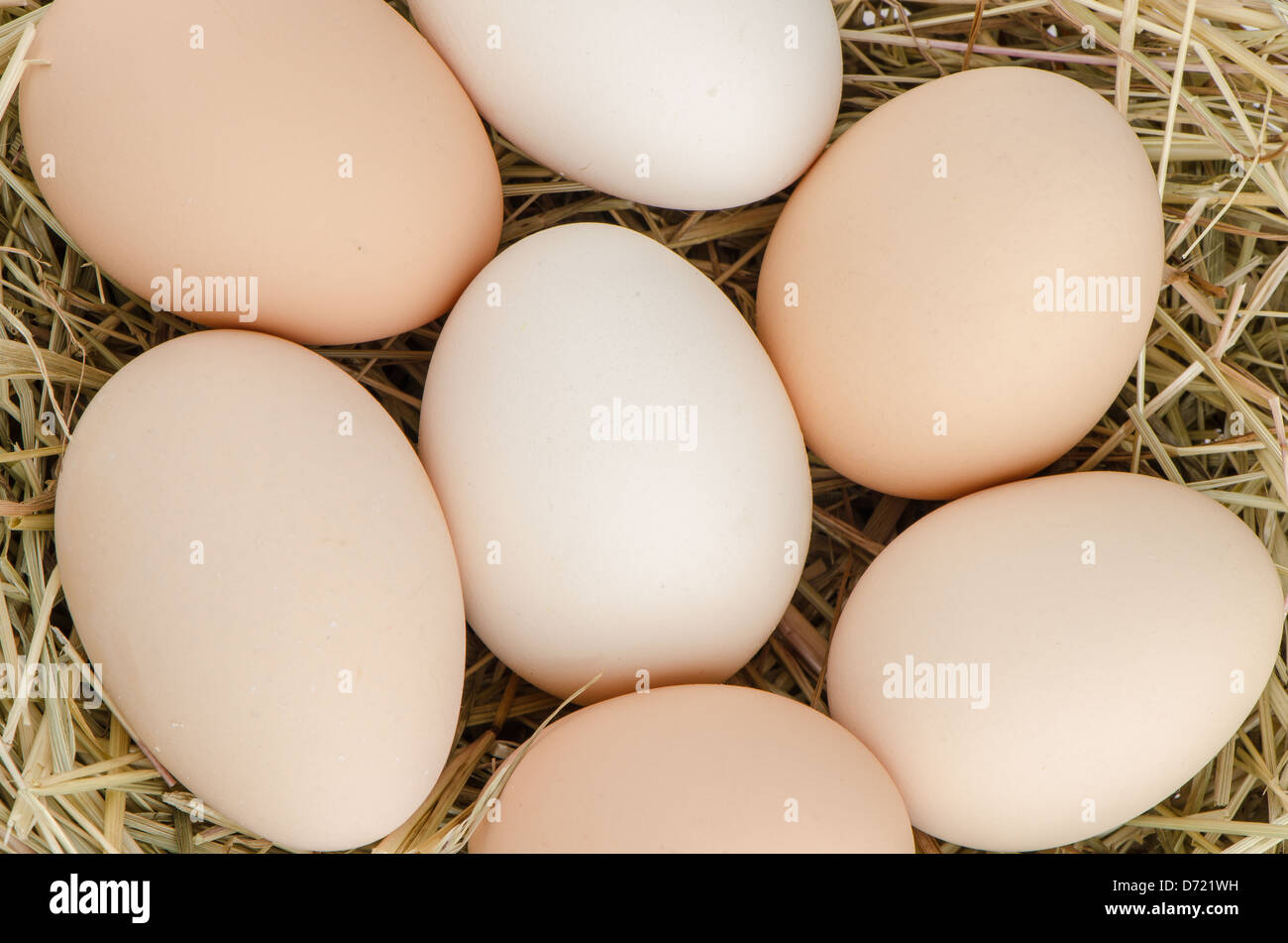 Eggs closeup on straw chicken's nest Stock Photo - Alamy